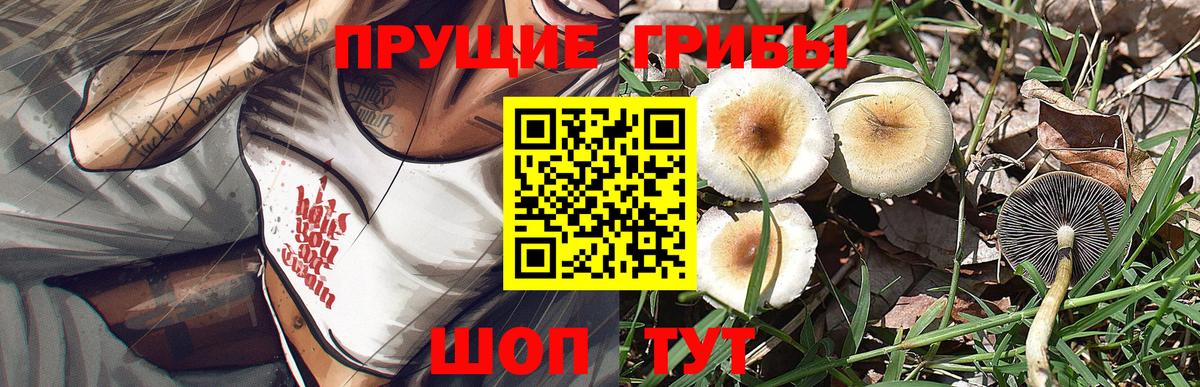 Псилоцибиновые грибы Psilocybe Тула